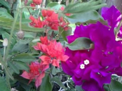 Fotografie1897 - Hibiscusi si Bougainvillea
