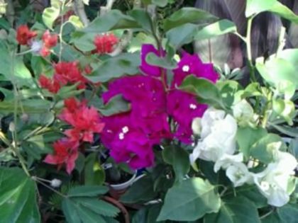 Fotografie1896 - Hibiscusi si Bougainvillea