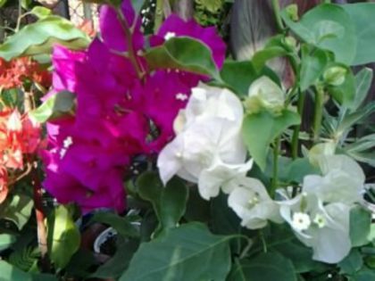 Fotografie1898 - Hibiscusi si Bougainvillea