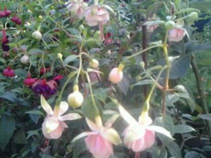 Fotografie1924southgate