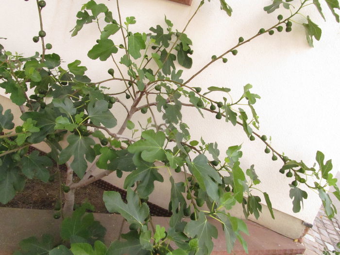  - Diverse 1 - Plimbari