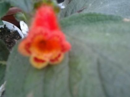kohleria