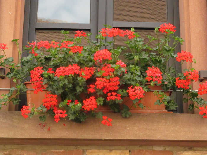  - Diverse 1 - Plimbari