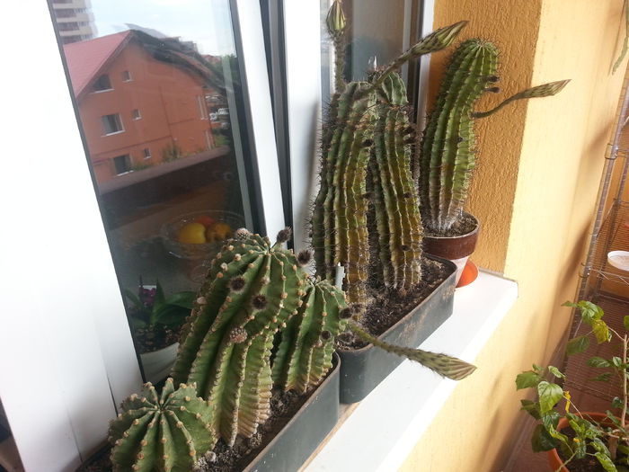 20140711_151024 - cactusi 2014