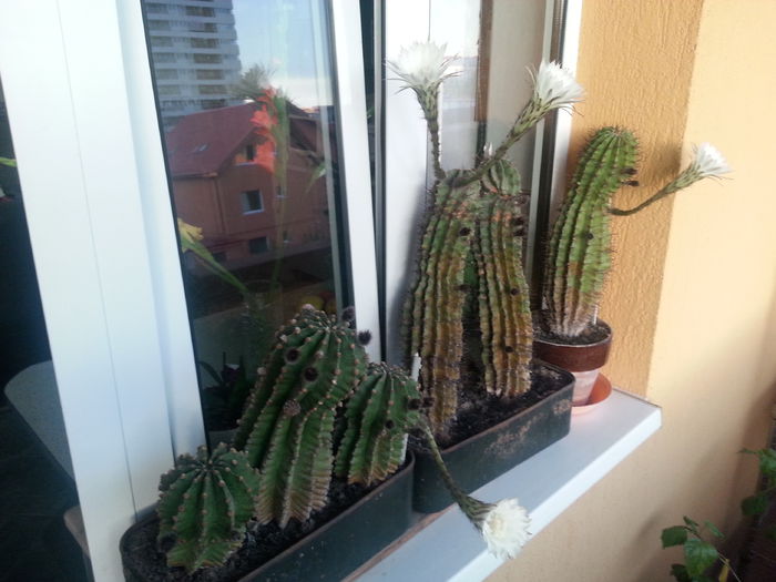 20140711_203653 - cactusi 2014