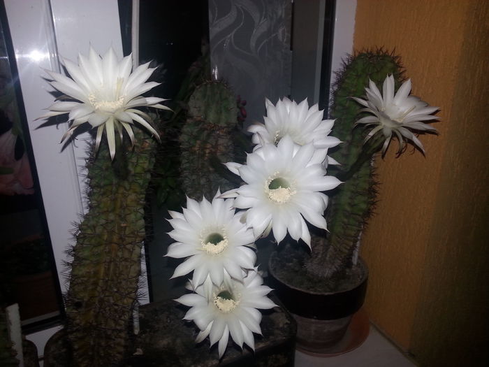 20140719_214759 - cactusi 2014