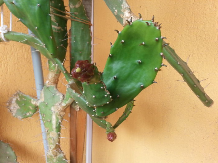 20140711_151050 - cactusi 2014