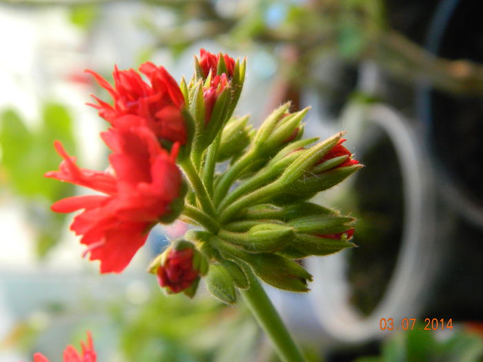 DSCN8492 - Flori 2014