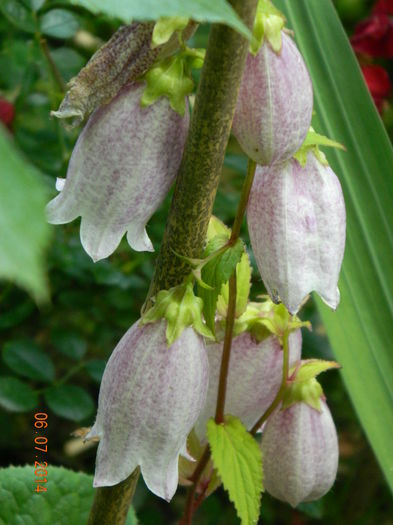 DSCN8511 - Flori 2014