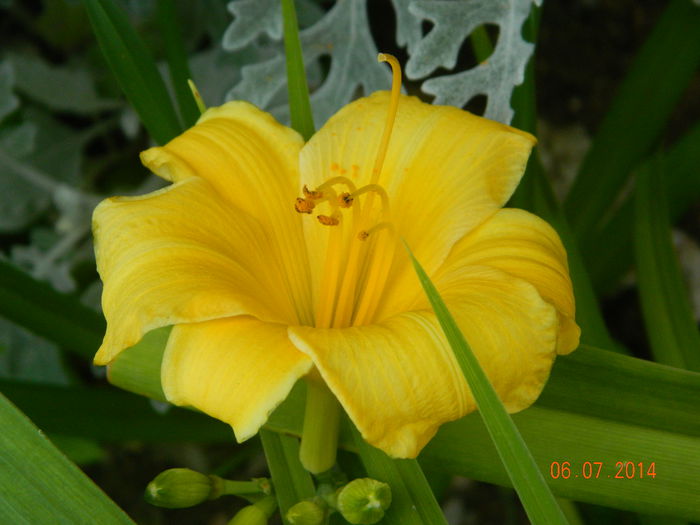 DSCN8513 - Flori 2014