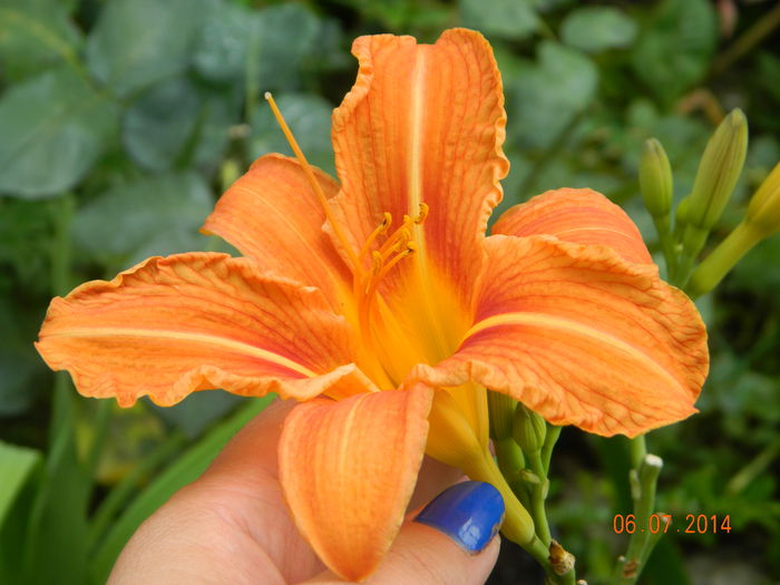 DSCN8515 - Flori 2014