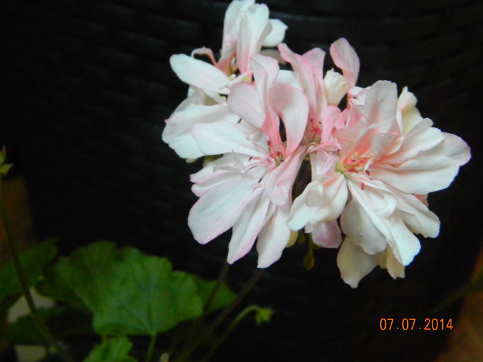 DSCN8534 - Flori 2014