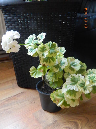 DSCN8542 - Flori 2014