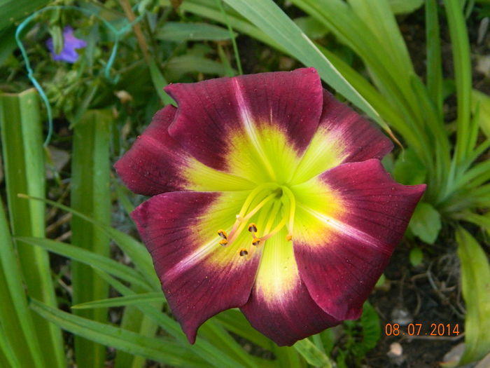 DSCN8547 - Flori 2014