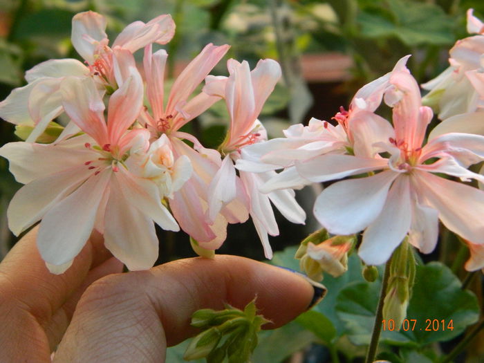 DSCN8554 - Flori 2014