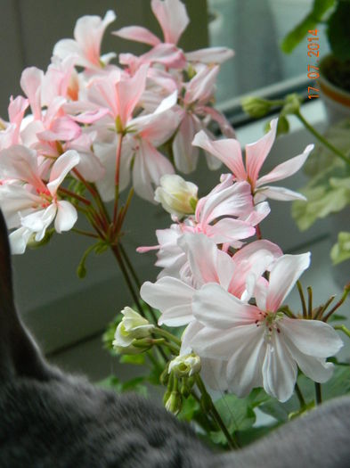 DSCN8621 - Flori 2014