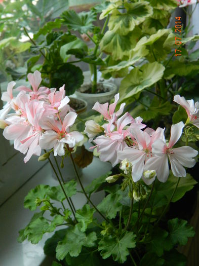 DSCN8622 - Flori 2014