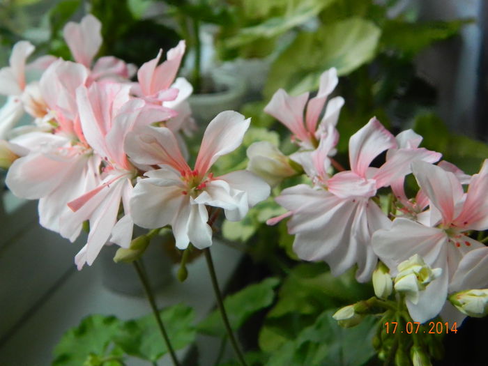 DSCN8623 - Flori 2014