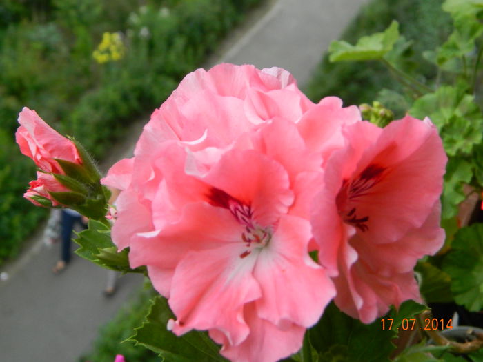 DSCN8626 - Flori 2014