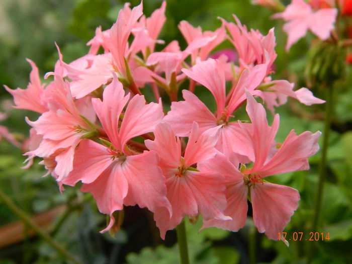 DSCN8627 - Flori 2014