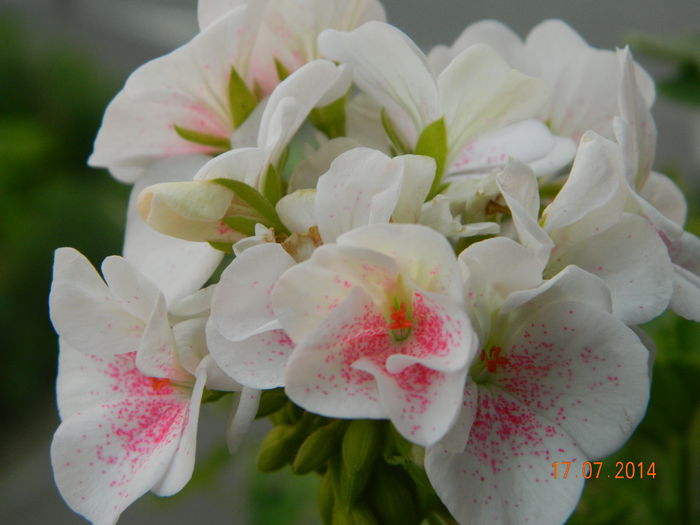 DSCN8641 - Flori 2014