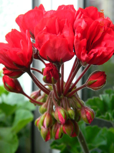DSCN8629 - Flori 2014