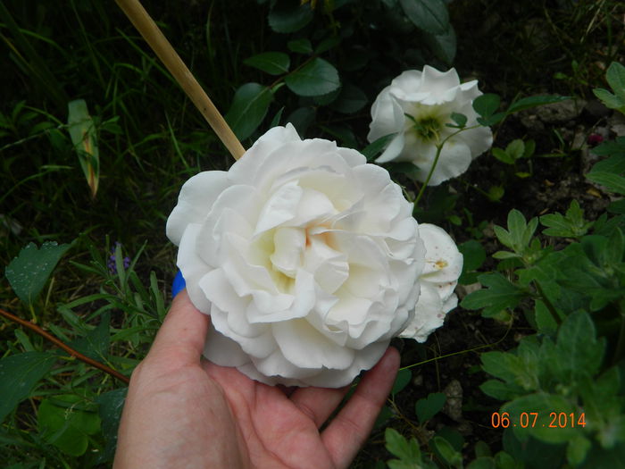 DSCN8517