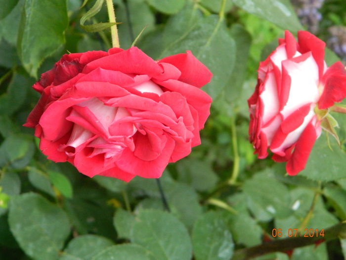 DSCN8518