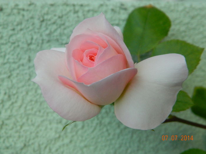 DSCN8544