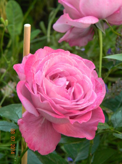 DSCN8550