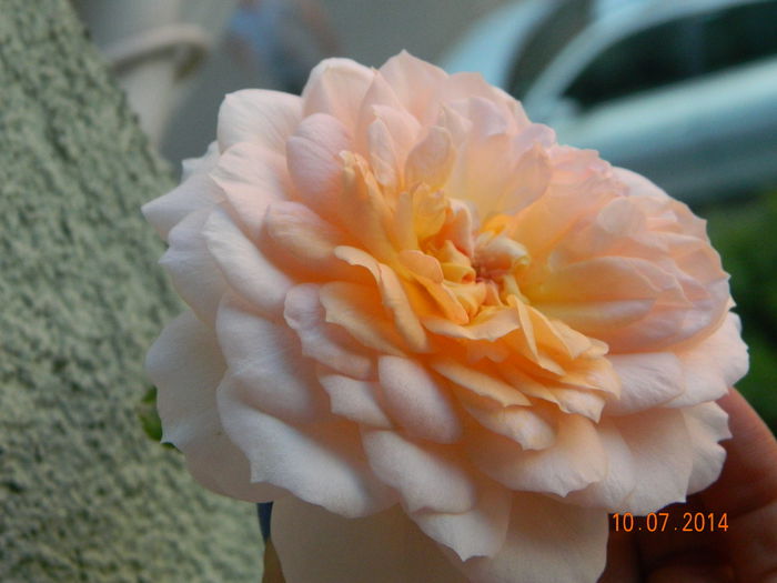 DSCN8552