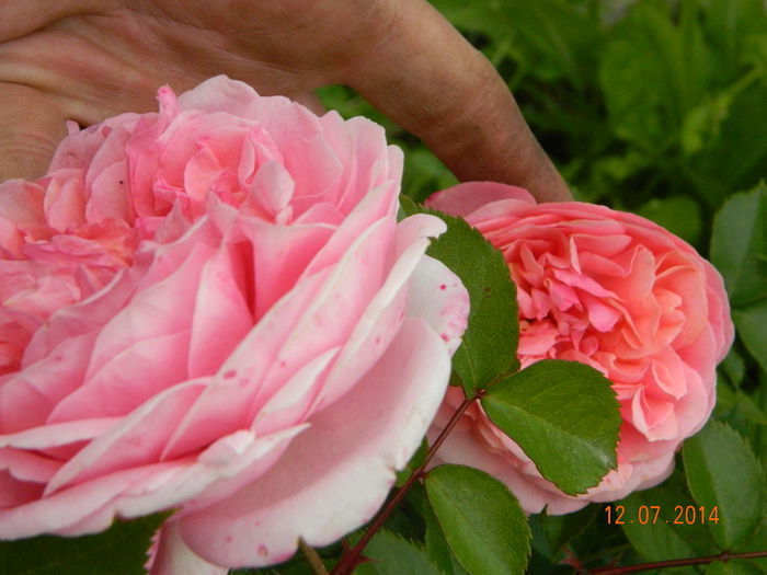 DSCN8568