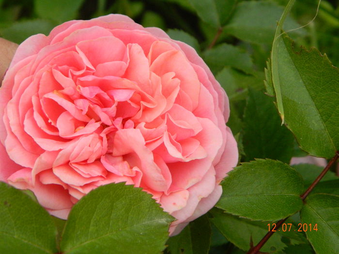 DSCN8569