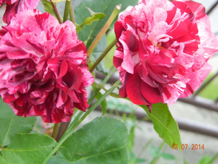DSCN8570