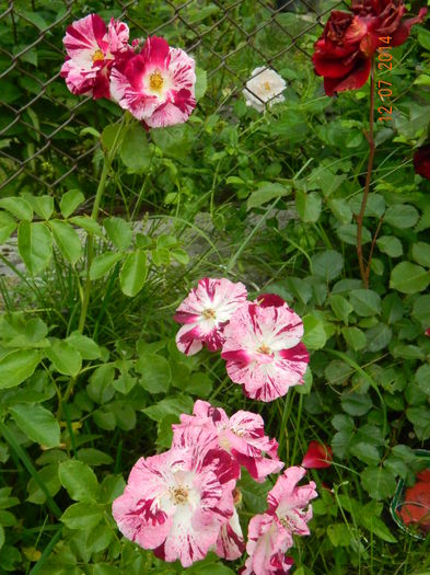 DSCN8572