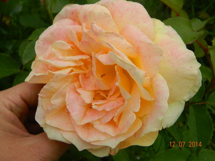 DSCN8575