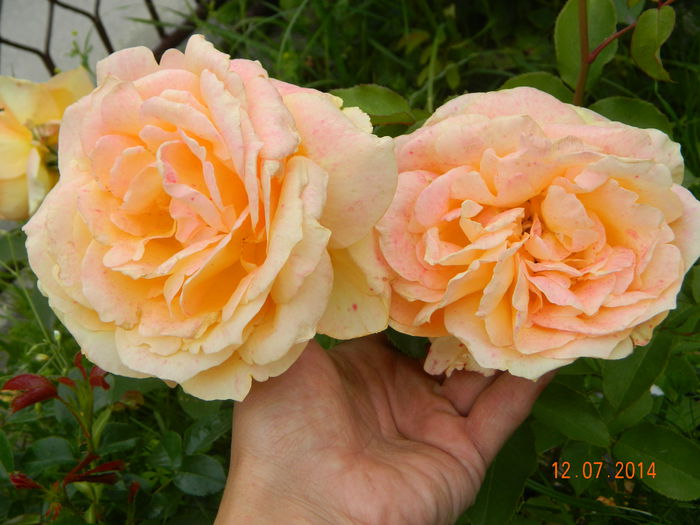 DSCN8576