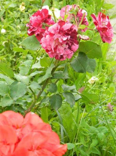 DSCN8584