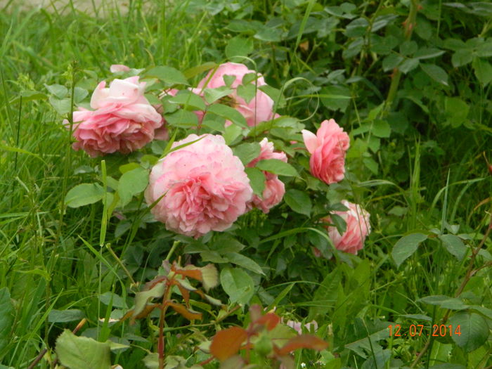 DSCN8587