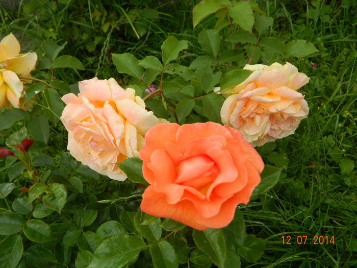 DSCN8592 - 0 Primii trandafiri