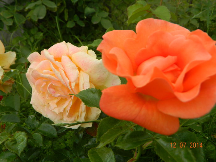 DSCN8593 - 0 Primii trandafiri