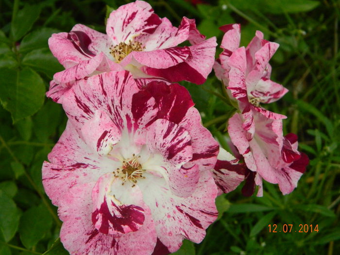 DSCN8596 - 0 Primii trandafiri