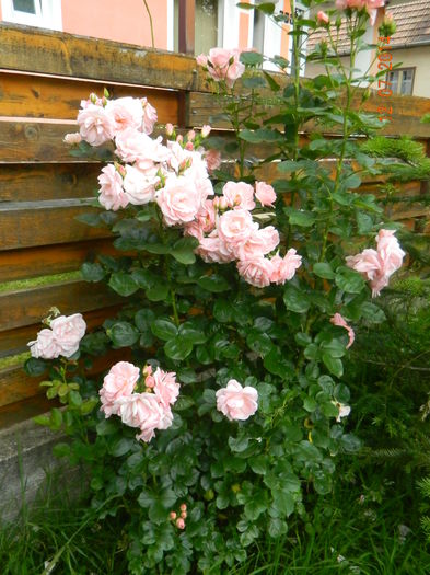 DSCN8599 - 0 Primii trandafiri
