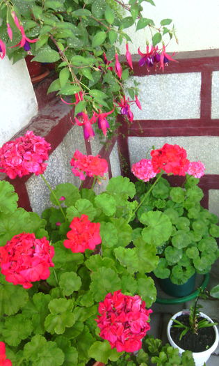 IMG_20140720_085756