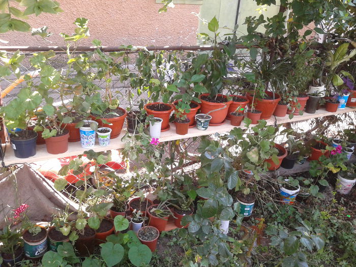 2014-07-20 10.00.17 - iulie  2014