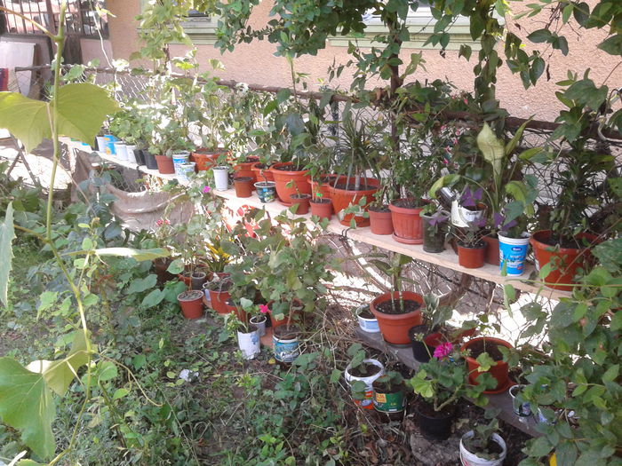 2014-07-20 10.00.36 - iulie  2014