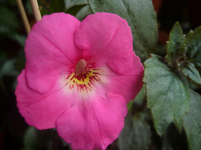 apple blossom - achimenes colectie 2014