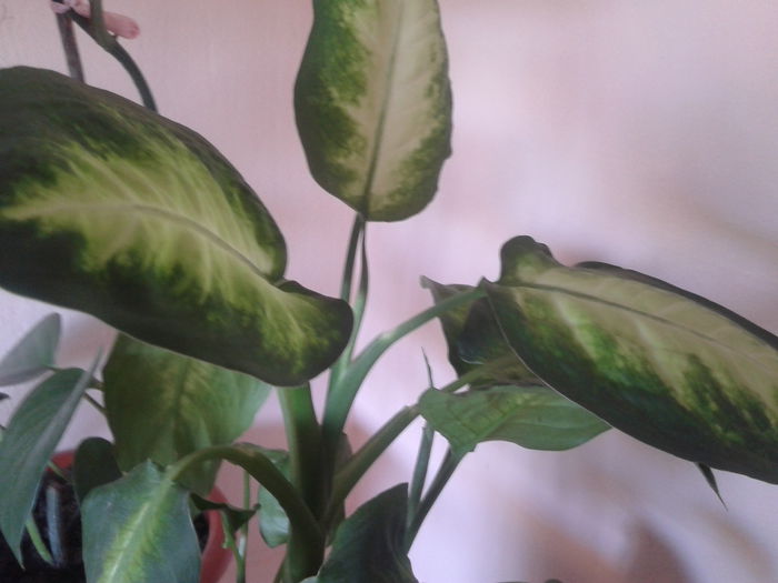 2014-07-20 11.01.27 - iulie  2014