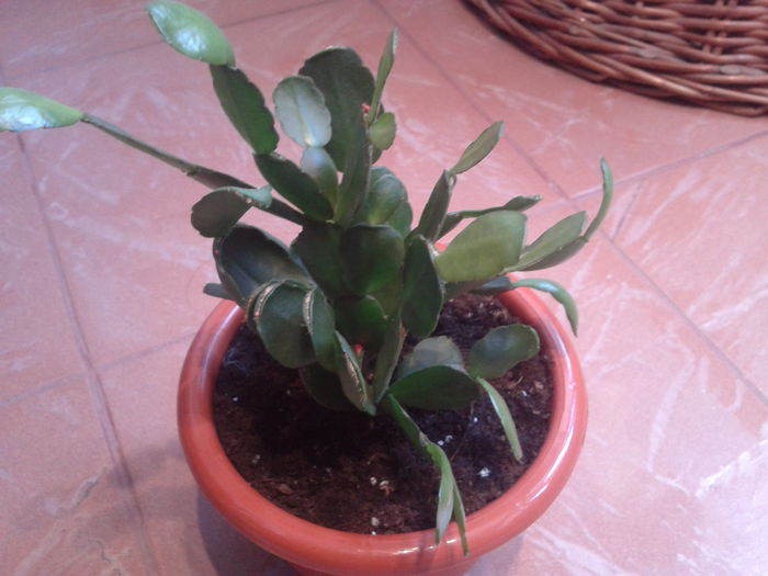 2014-07-20 11.00.08 - iulie  2014
