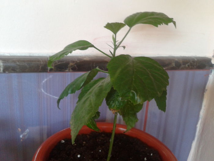 2014-07-20 10.59.29 - iulie  2014